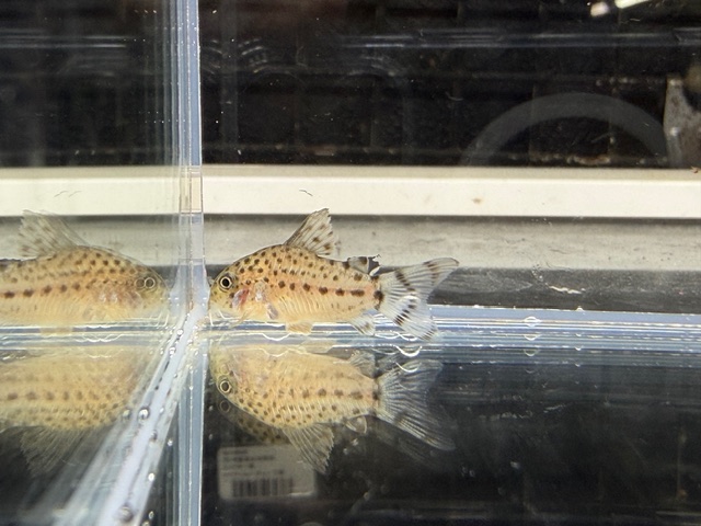 コリドラス　クナーキー　２０２５年１１月入荷！！