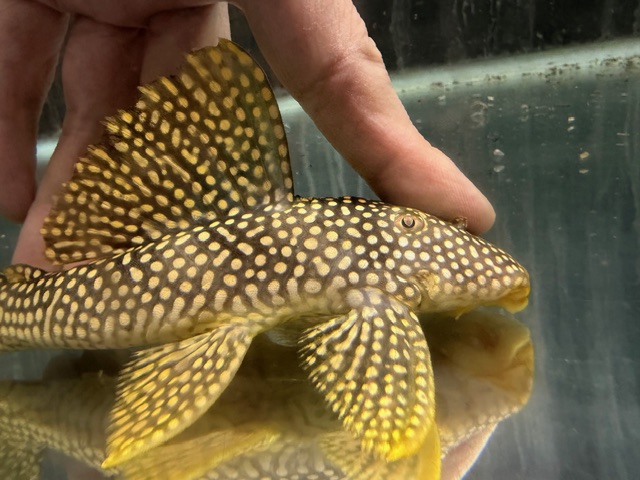 フラッシュマグナムプレコ