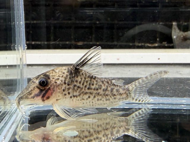 コリドラス　ロングノーズキンチャン