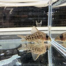 コリドラス　タイガーアンチェスター　２０２５年１０月入荷！！