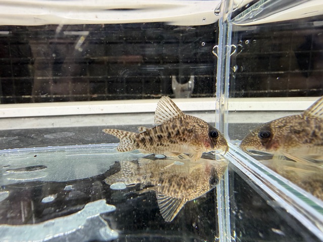 コリドラス　タイガーアンチェスター　２０２５年１０月入荷！！