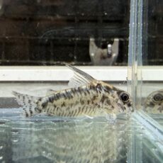 コリドラス　パンサーロレトエンシス　２０２５年１０月入荷！！