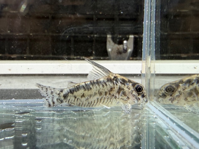 コリドラス　パンサーロレトエンシス　２０２５年１０月入荷！！