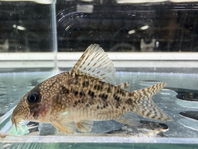 コリドラス　タイガーアンチェスター