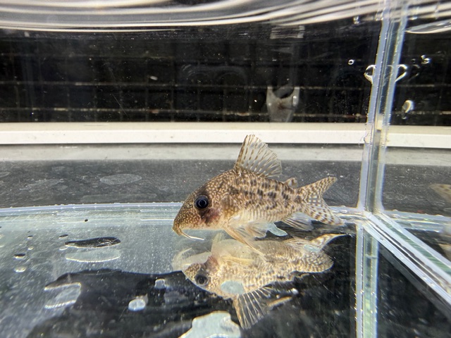 コリドラス　タイガーアンチェスター