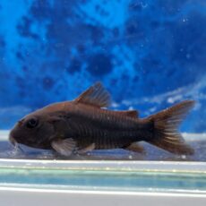 コリドラス　ベネズエラブラック　2025年12月にゅ