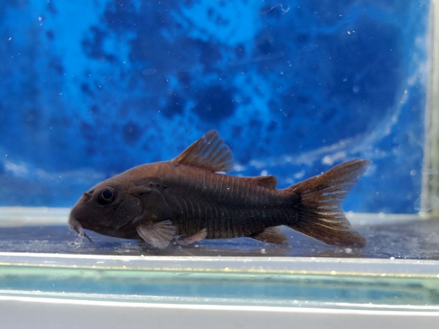 コリドラス　ベネズエラブラック　2025年12月にゅ