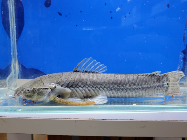 カリクティスカリクティス