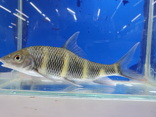 中国クラウンバルブ