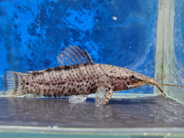 バンデッドホプロ