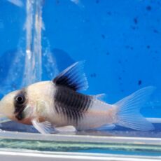 コリドラス　ニューショートノーズスーパービコロール　2025年12月入荷！