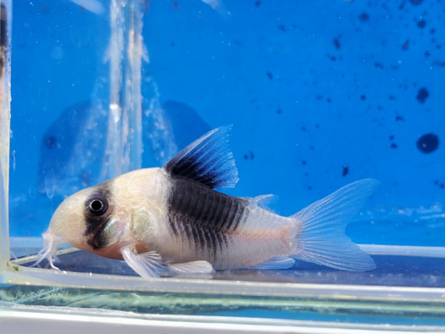 コリドラス　ニューショートノーズスーパービコロール　2025年12月入荷！