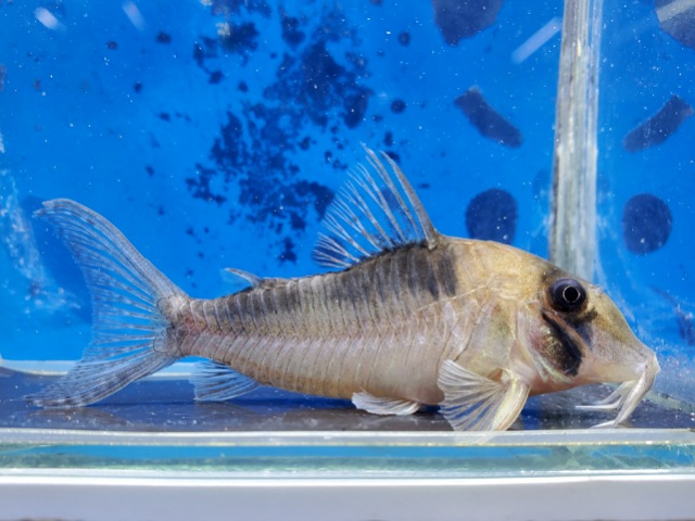 コリドラス　セルラータス