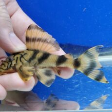 ネットワークタイガープレコ　2025年入荷！