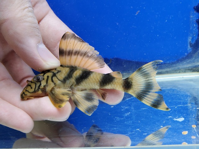 ネットワークタイガープレコ　2025年入荷！