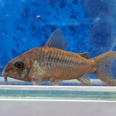 コリドラス　パンタナルエンシス　ブリード　