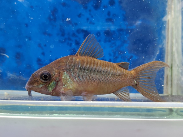 コリドラス　パンタナルエンシス　ブリード　