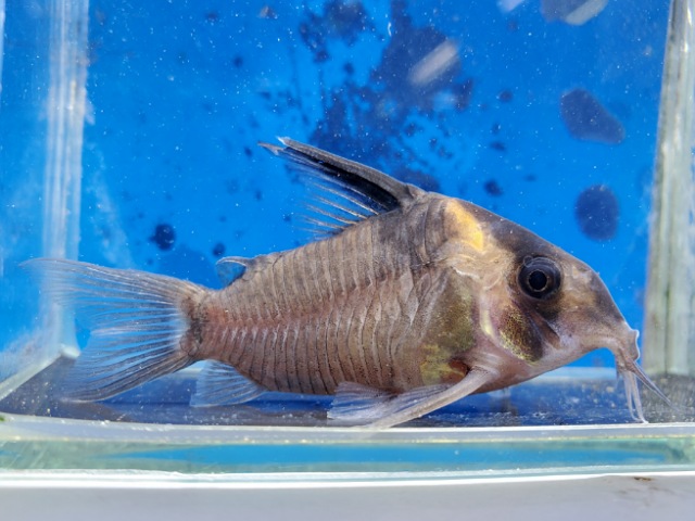 コリドラス　レセックス