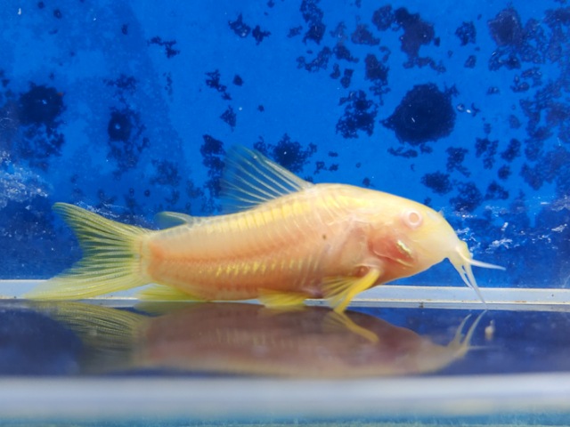 コリドラス　イルミネータスオレンジアルビノ