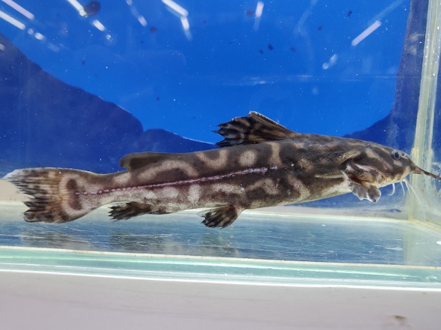 キボシドットカイザードラス