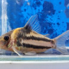 コリドラス　ビファシアータス　大特価！！