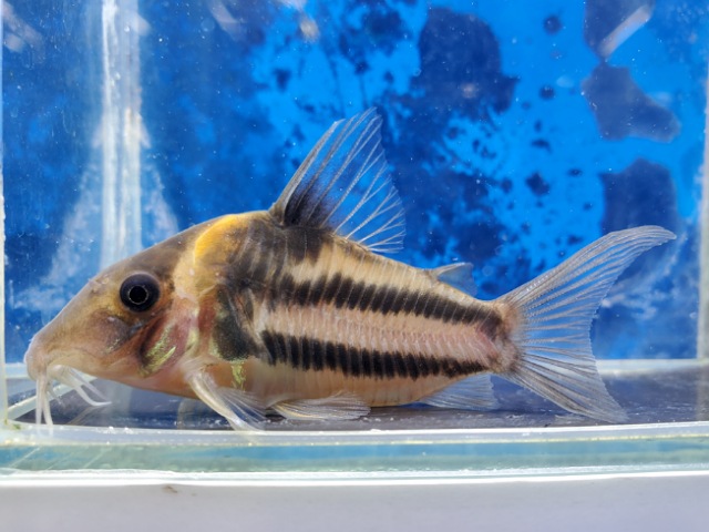 コリドラス　ビファシアータス　大特価！！