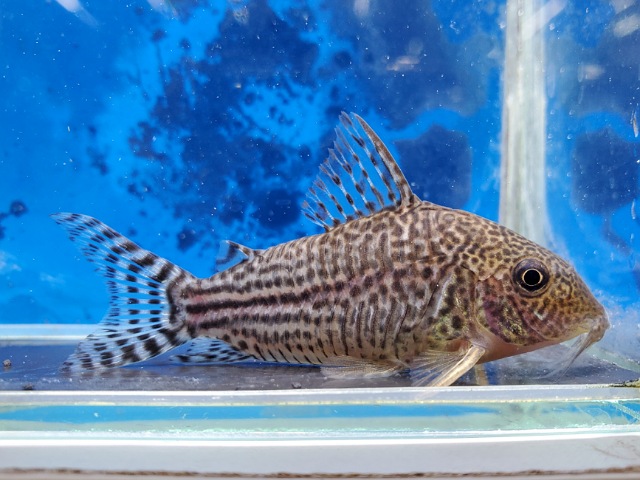 コリドラス　ハラルドシュルツィ