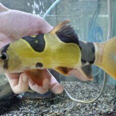 クラウンローチ　イレギュラーバンド　2025年11月入荷！