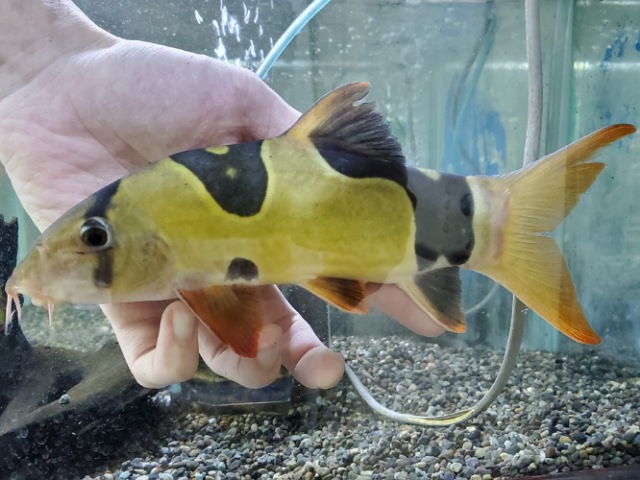 クラウンローチ　イレギュラーバンド　2025年11月入荷！