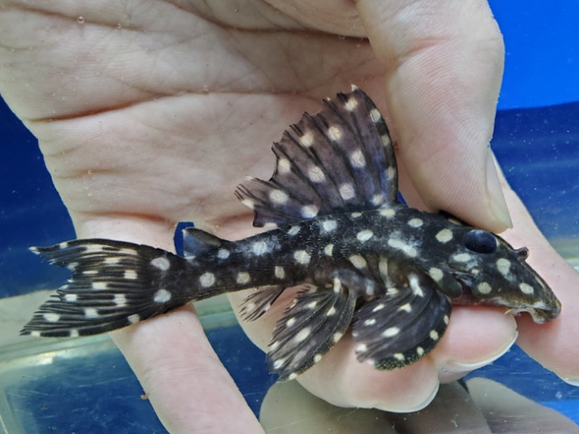 ファンシースポットペコルティア　ビッグスポット