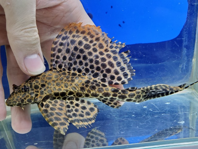 アカリボルダード