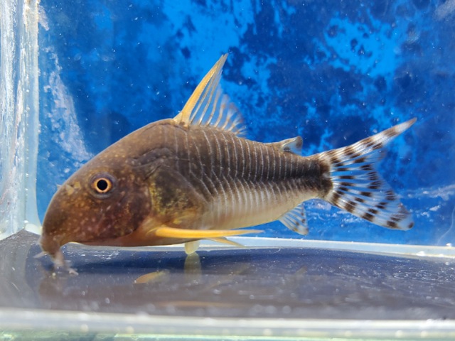 コリドラス　ゴッセイ