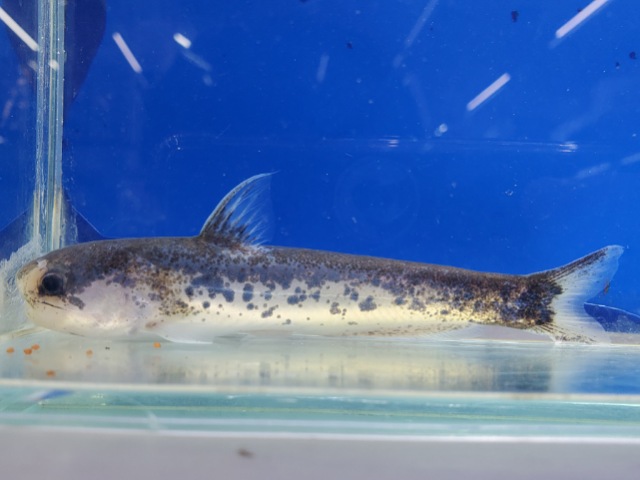 メタリックブルーカンディル