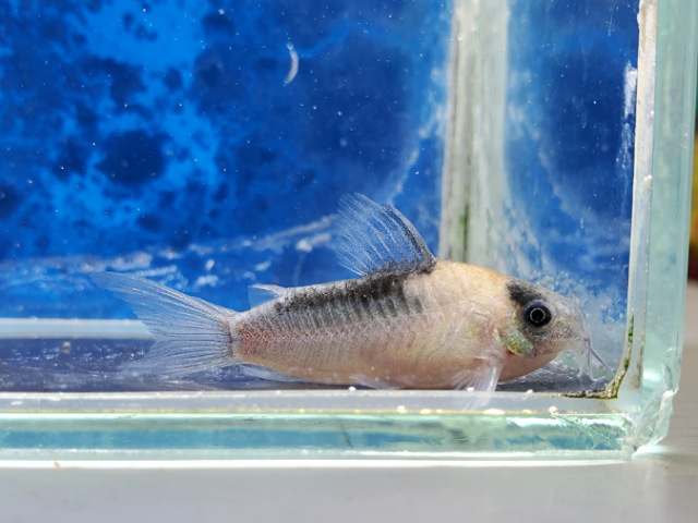 コリドラス　ナイスニー