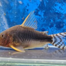 コリドラス　ゴッセイ　大特価！！