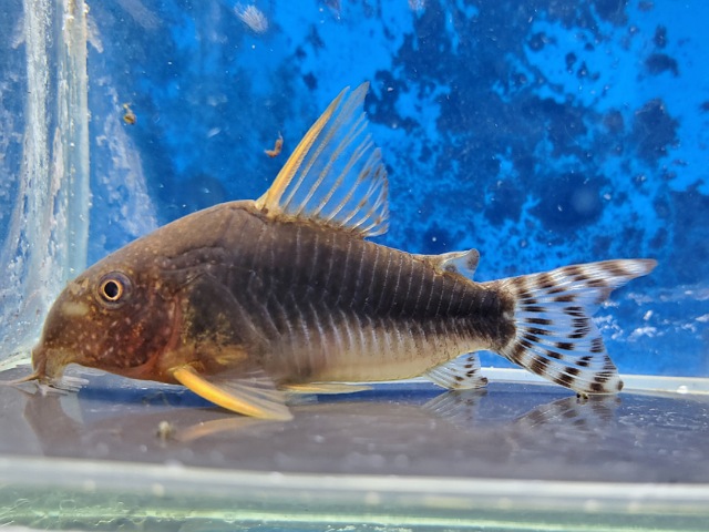 コリドラス　ゴッセイ　大特価！！