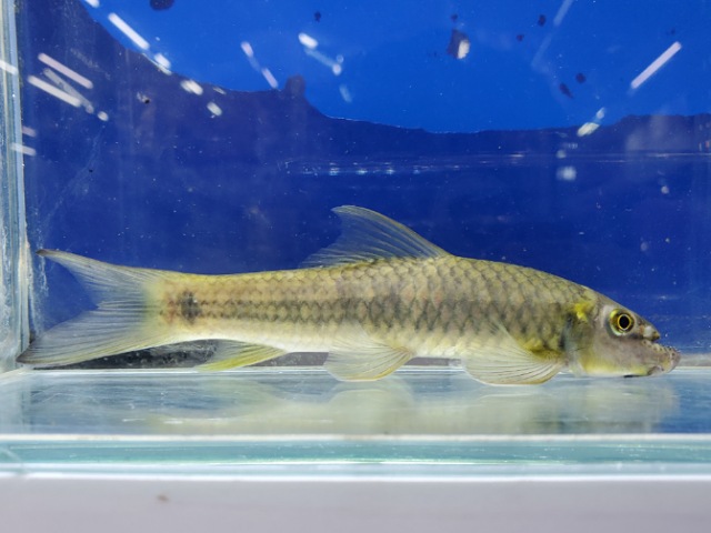 ガラsp.ブルマニクス