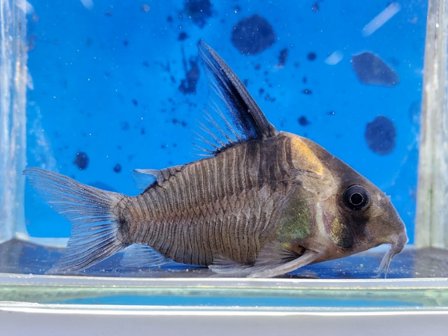 コリドラス　レセックス