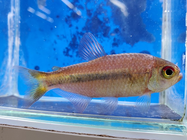 ギャラクシーテトラ