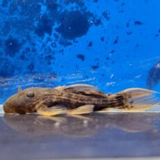 スカーレットトリムプレコ　2025年入荷！