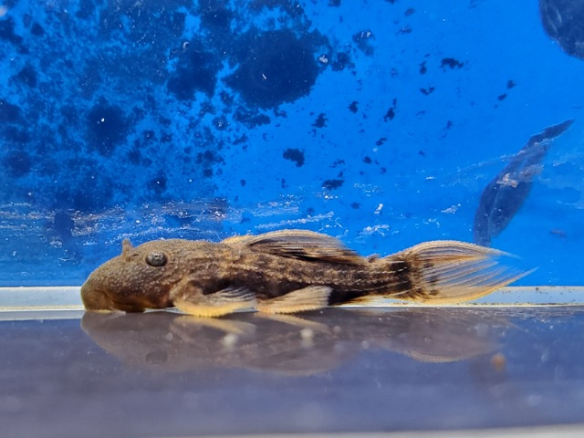 スカーレットトリムプレコ　2025年入荷！