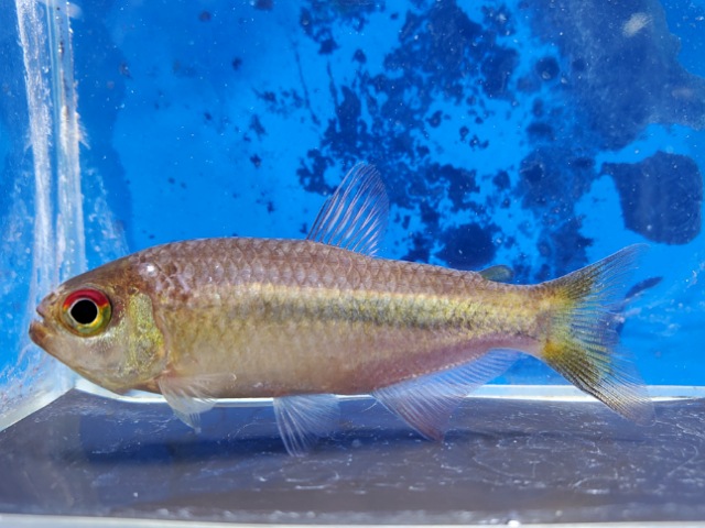 ギャラクシーテトラ