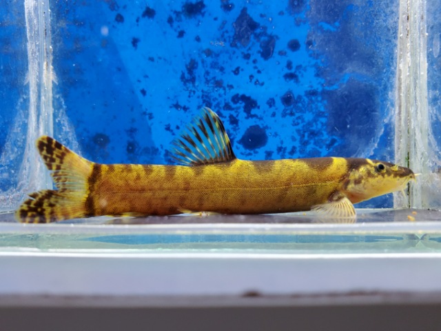 レプトボティア　チャンギ