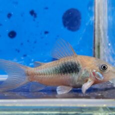 コリドラス　フォールスエクエス　EUブリード　2025年12月入荷！