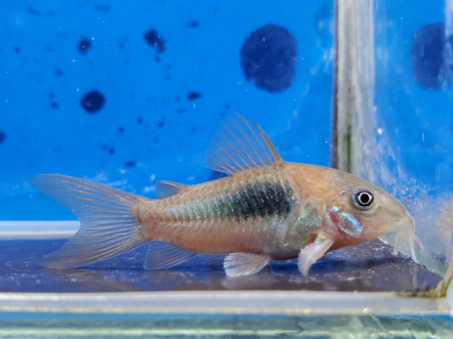 コリドラス　フォールスエクエス　EUブリード　2025年12月入荷！