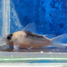 コリドラス　ナイスニー　ブリード　2025年12月入荷！