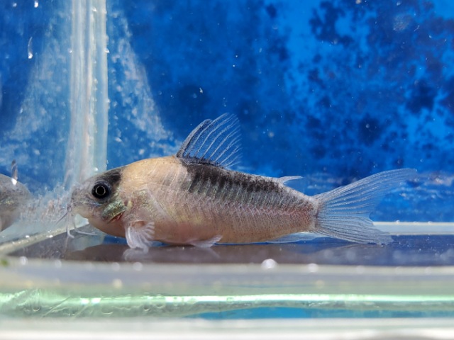 コリドラス　ナイスニー　ブリード　2025年12月入荷！