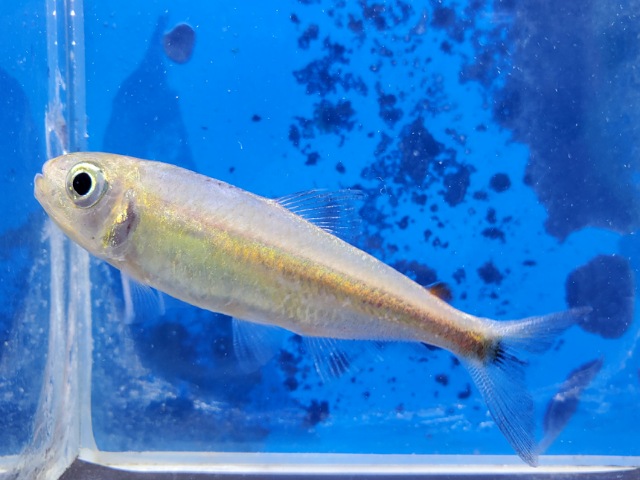 ブリコノプスsp.