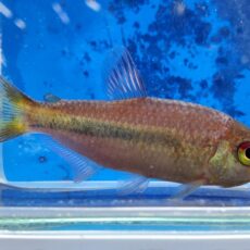 ギャラクシーテトラ　2025年入荷！