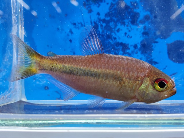 ギャラクシーテトラ　2025年入荷！